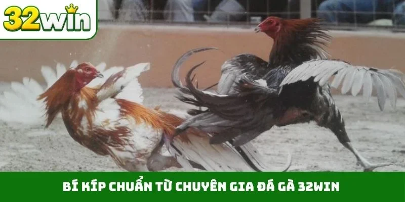 Đá Gà 32WIN Bí kíp chuẩn từ chuyên gia đá gà 32WIN