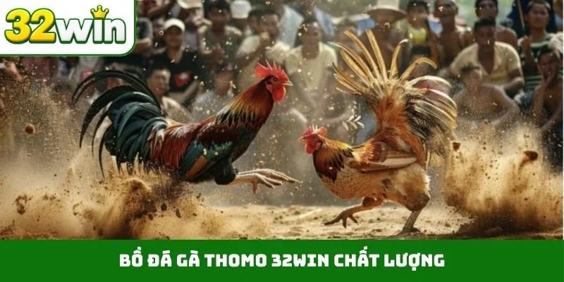 Bồ đá gà Thomo 32WIN chất lượng