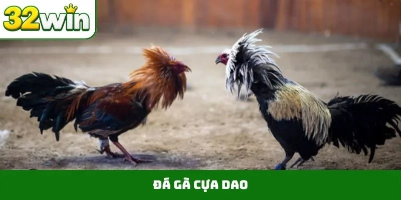 Đá gà cựa dao