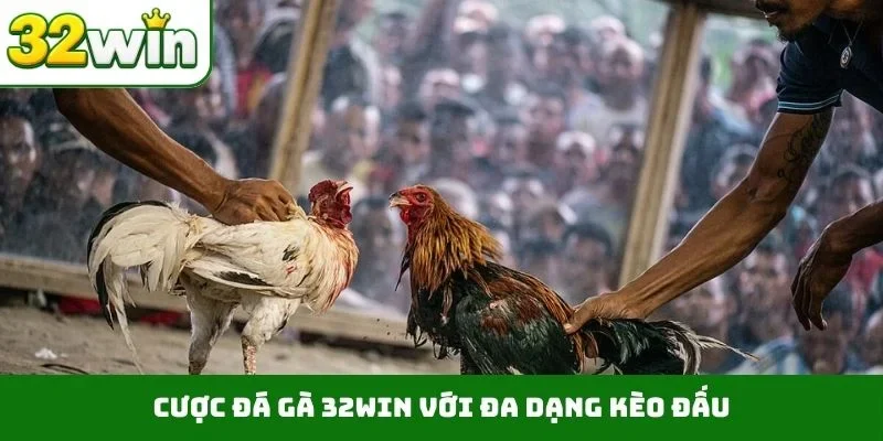 Đá Gà 32WIN Cược đá gà 32WIN với đa dạng kèo đấu