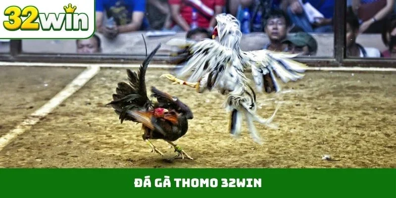 Đá gà Thomo FL88