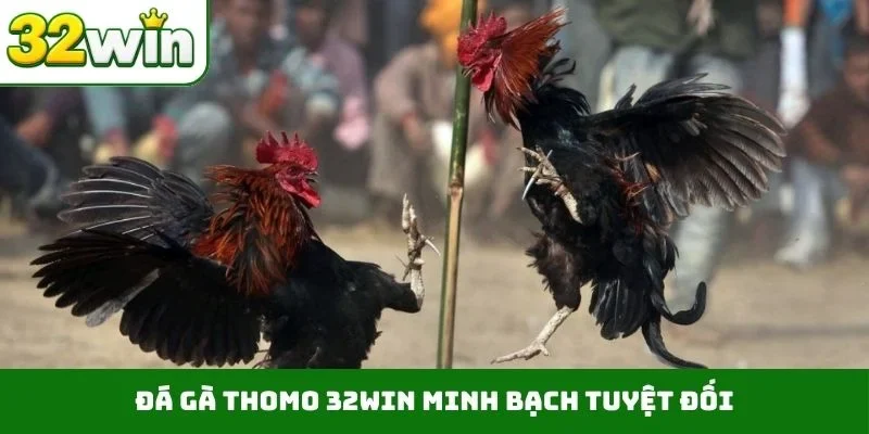 Đá gà Thomo 32WIN minh bạch tuyệt đối