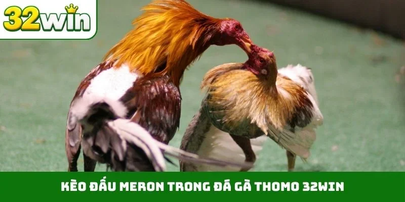 Kèo đấu Meron trong đá gà Thomo 32WIN