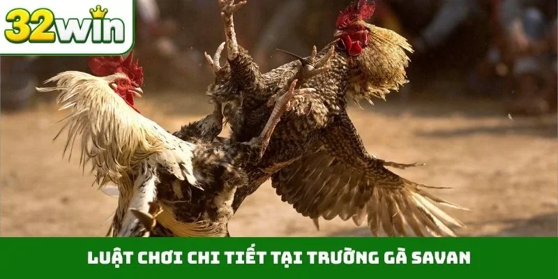 Trường Gà Savan – Điểm Đến Giải Trí Hợp Tác Cùng 32WIN Luật chơi chi tiết tại trường gà Savan