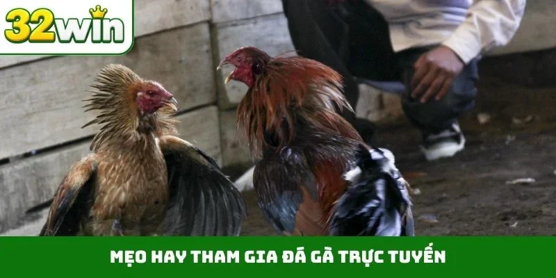 Đá Gà Trực Tuyến – Tận Hưởng Những Trận Đấu Nảy Lửa Tại 32WIN Mẹo hay tham gia đá gà trực tuyến