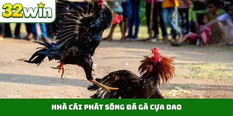 Nhà cái phát sóng đá gà cựa dao