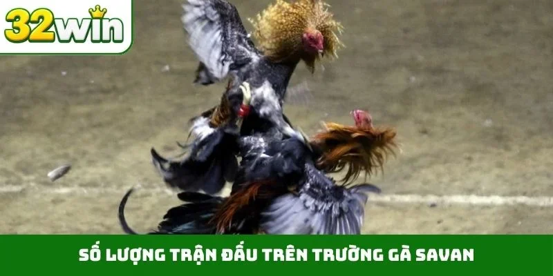 Trường Gà Savan – Điểm Đến Giải Trí Hợp Tác Cùng 32WIN Số lượng trận đấu trên trường gà Savan