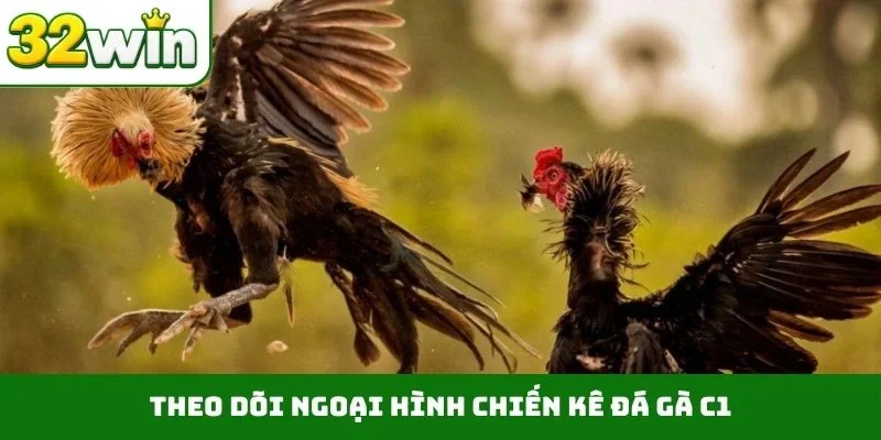 Đá Gà C1 – Bùng Nổ Giải Đấu Đỉnh Cao Gay Cấn Tại 32WIN Theo dõi ngoại hình chiến kê đá gà C1