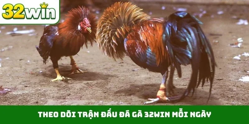 Trang chủ Theo dõi trận đấu đá gà 32WIN mỗi ngày