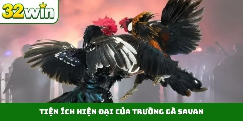 Trường Gà Savan – Điểm Đến Giải Trí Hợp Tác Cùng 32WIN Tiện ích hiện đại của trường gà Savan