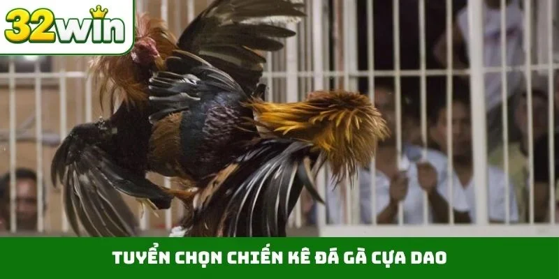 Tuyển chọn chiến kê đá gà cựa dao
