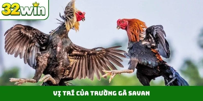 Trường Gà Savan – Điểm Đến Giải Trí Hợp Tác Cùng 32WIN Vị trí của trường gà Savan